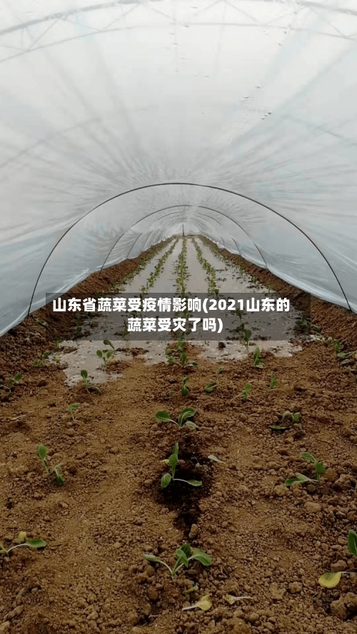 山东省蔬菜受疫情影响(2021山东的蔬菜受灾了吗)-第3张图片