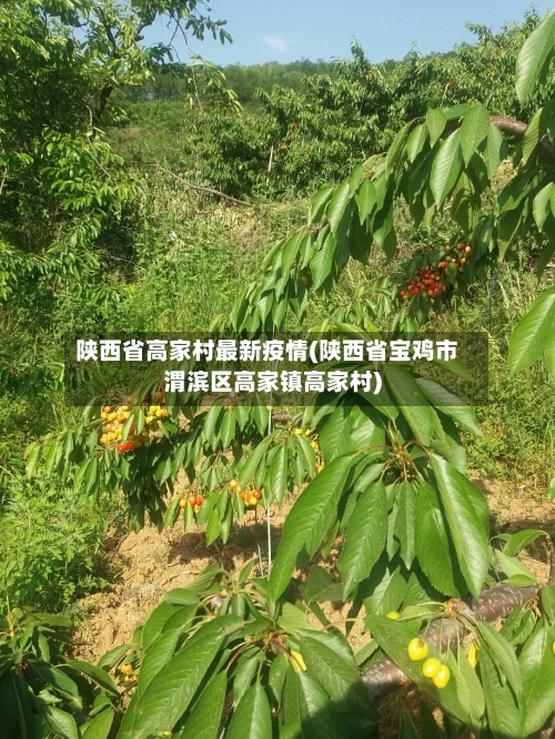 陕西省高家村最新疫情(陕西省宝鸡市渭滨区高家镇高家村)-第2张图片