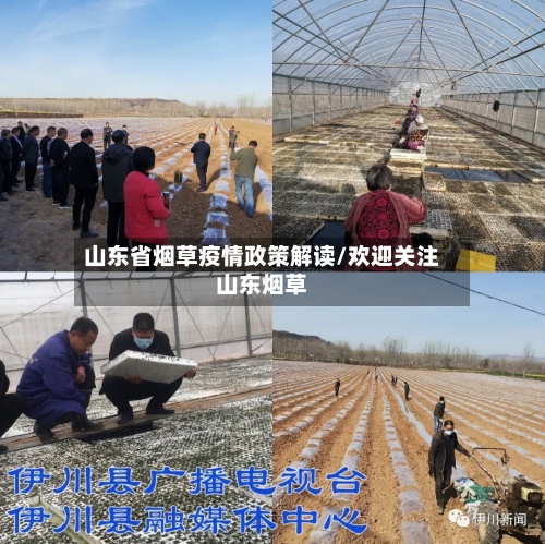 山东省烟草疫情政策解读/欢迎关注山东烟草-第1张图片