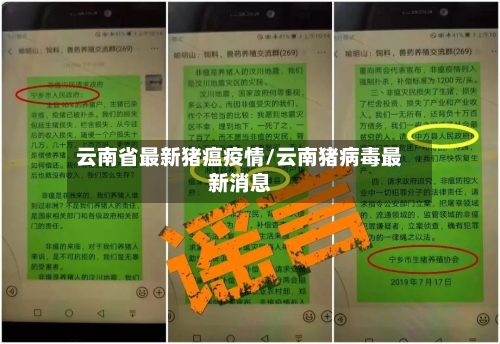 云南省最新猪瘟疫情/云南猪病毒最新消息-第1张图片